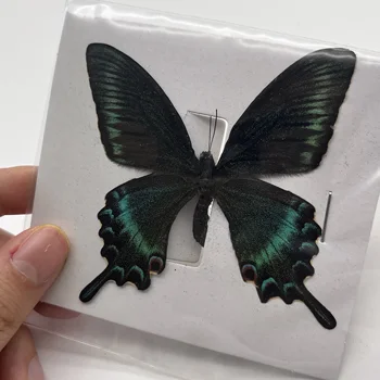 10-100buc Real Specimene de Fluturi Insecte Figurine de Producție Farmec Acasă Decorare Accesorii pentru Camera de zi Colecție de Artă