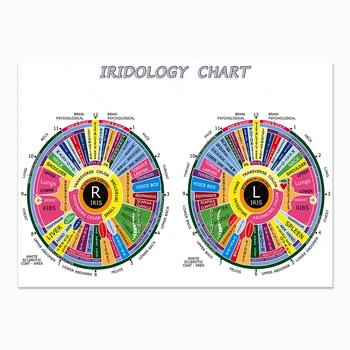 Iridologia graficul de artă oftalmolog poster pentru evaluarea stării de sănătate prin citirea model iris în ochi